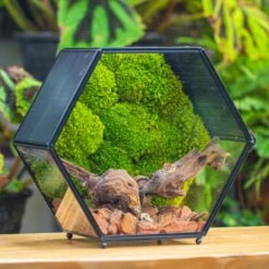 Handmade Hexagon Glass Geometric Terrarium Enclosure With Mesh Vents For Small Insects -Terrarium Plant Hub IMG 6367 2