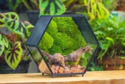 Handmade Hexagon Glass Geometric Terrarium Enclosure With Mesh Vents For Small Insects -Terrarium Plant Hub IMG 6367