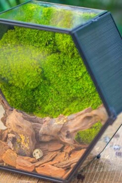 Handmade Hexagon Glass Geometric Terrarium Enclosure With Mesh Vents For Small Insects -Terrarium Plant Hub IMG 6368