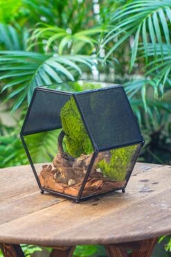 Handmade Hexagon Glass Geometric Terrarium Enclosure With Mesh Vents For Small Insects -Terrarium Plant Hub IMG 6369