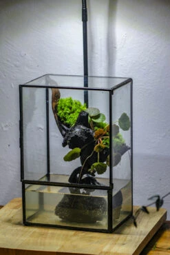 Close Geometric Glass Tin Terrarium , Watertight, 8x10" Container For Moss Wall, Fern, Landscape Waterpond, No Plants -Terrarium Plant Hub IMG 6376