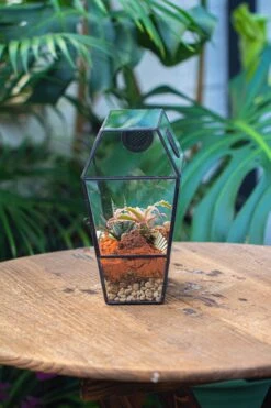 Coffin-Shaped Tin Glass Terrarium Enclosure, Gothic Style, For Jumping Spider, Insects, Snails 27 Coffin-Shaped Tin Glass Terrarium Enclosure, Gothic Style, For Jumping Spider, Insects, Snails -Terrarium Plant Hub IMG 6448