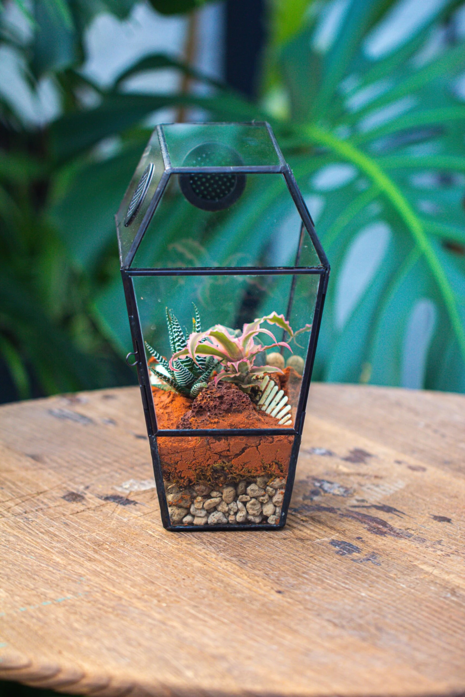 Coffin-Shaped Tin Glass Terrarium Enclosure, Gothic Style, For Jumping Spider, Insects, Snails 16 Coffin-Shaped Tin Glass Terrarium Enclosure, Gothic Style, For Jumping Spider, Insects, Snails - Image 14