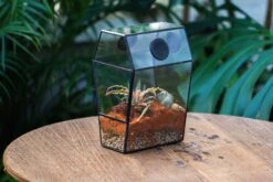 Coffin-Shaped Tin Glass Terrarium Enclosure, Gothic Style, For Jumping Spider, Insects, Snails 32 Coffin-Shaped Tin Glass Terrarium Enclosure, Gothic Style, For Jumping Spider, Insects, Snails -Terrarium Plant Hub IMG 6453