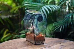 Coffin-Shaped Tin Glass Terrarium Enclosure, Gothic Style, For Jumping Spider, Insects, Snails 30 Coffin-Shaped Tin Glass Terrarium Enclosure, Gothic Style, For Jumping Spider, Insects, Snails -Terrarium Plant Hub IMG 6460