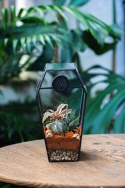 Coffin-Shaped Tin Glass Terrarium Enclosure, Gothic Style, For Jumping Spider, Insects, Snails 31 Coffin-Shaped Tin Glass Terrarium Enclosure, Gothic Style, For Jumping Spider, Insects, Snails -Terrarium Plant Hub IMG 6461