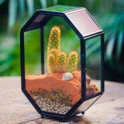 Mini 5x7 Inches Octagon Shape Glass Geometric Terrarium Enclosure With Side Vent For Small Insect, Jumping Spider -Terrarium Plant Hub IMG 6467