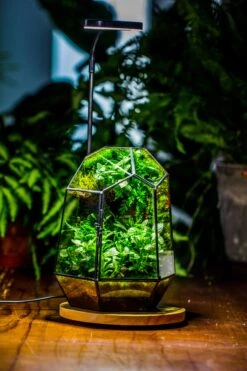 NCYP Customizable Tabletop Natural Wood Round Board LED Grow Display Light Indoor 10W For Terrarium Succulent Fern Bonsai Moss -30cm -Terrarium Plant Hub IMG 6469