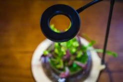 NCYP Customizable Tabletop Natural Wood Round Board LED Grow Display Light Indoor 10W For Terrarium Succulent Fern Bonsai Moss -35cm -Terrarium Plant Hub IMG 6480 f3879f24 d7cc 4ad4 a464 65fa10521c4f