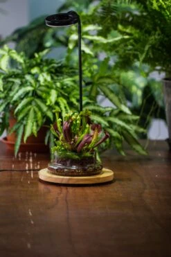 NCYP Customizable Tabletop Natural Wood Round Board LED Grow Display Light Indoor 10W For Terrarium Succulent Fern Bonsai Moss -35cm -Terrarium Plant Hub IMG 6484 60fd08c1 124c 455e bbbd 6d89c8b6436f