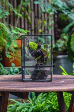 Close Geometric Glass Tin Terrarium , Watertight, 8x10" Container For Moss Wall, Fern, Landscape Waterpond, No Plants -Terrarium Plant Hub IMG 6517