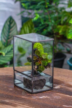 Close Geometric Glass Tin Terrarium , Watertight, 8x10" Container For Moss Wall, Fern, Landscape Waterpond, No Plants -Terrarium Plant Hub IMG 6523
