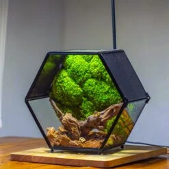 Handmade Hexagon Glass Geometric Terrarium Enclosure With Mesh Vents For Small Insects -Terrarium Plant Hub IMG 6556 2