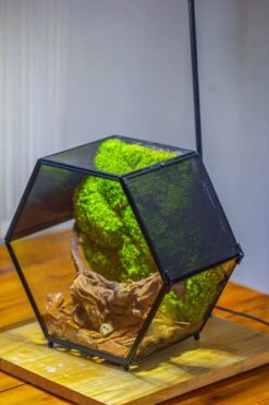 Handmade Hexagon Glass Geometric Terrarium Enclosure With Mesh Vents For Small Insects -Terrarium Plant Hub IMG 6562 3b0657f5 34ec 46a2 9795 ace8b727f67d