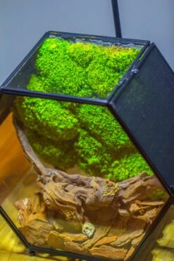 Front Page 4 Front Page -Terrarium Plant Hub IMG 6566 50c395c1 b9c9 492d 9ff3 0b7de178209e 1