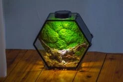 Handmade Hexagon Glass Geometric Terrarium Enclosure With Mesh Vents For Small Insects -Terrarium Plant Hub IMG 6570 5f230887 4533 4ecf bdae 809b9a5e4eb4