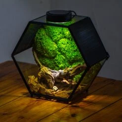 Handmade Hexagon Glass Geometric Terrarium Enclosure With Mesh Vents For Small Insects -Terrarium Plant Hub IMG 6573 2