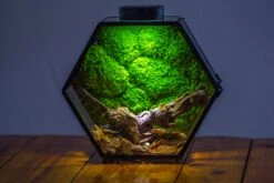 Handmade Hexagon Glass Geometric Terrarium Enclosure With Mesh Vents For Small Insects -Terrarium Plant Hub IMG 6579 bf36e538 89c8 46e5 9636 466fb15d093c