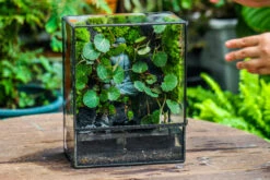 Close Geometric Glass Tin Terrarium , Watertight, 8x10" Container For Moss Wall, Fern, Landscape Waterpond, No Plants, Customizable -Terrarium Plant Hub IMG 6580