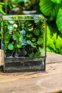 Close Geometric Glass Tin Terrarium , Watertight, 8x10" Container For Moss Wall, Fern, Landscape Waterpond, No Plants, Customizable -Terrarium Plant Hub IMG 6584