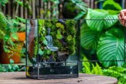 Close Geometric Glass Tin Terrarium , Watertight, 8x10" Container For Moss Wall, Fern, Landscape Waterpond, No Plants, Customizable -Terrarium Plant Hub IMG 6592