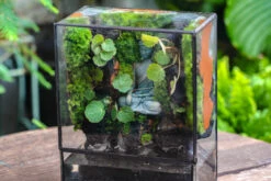 5-8cm Black Horticultural Lava Rock Volcanic Rock For Terrarium, Bonsai Landscape, 500g -Terrarium Plant Hub IMG 6598 2