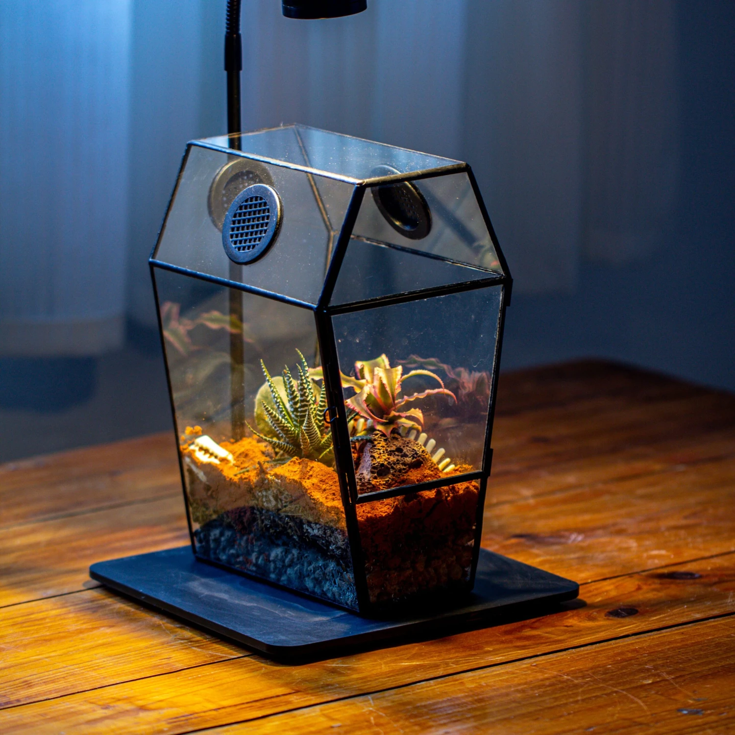 Coffin-Shaped Tin Glass Terrarium Enclosure, Gothic Style, For Jumping Spider, Insects, Snails 22 Coffin-Shaped Tin Glass Terrarium Enclosure, Gothic Style, For Jumping Spider, Insects, Snails - Image 20