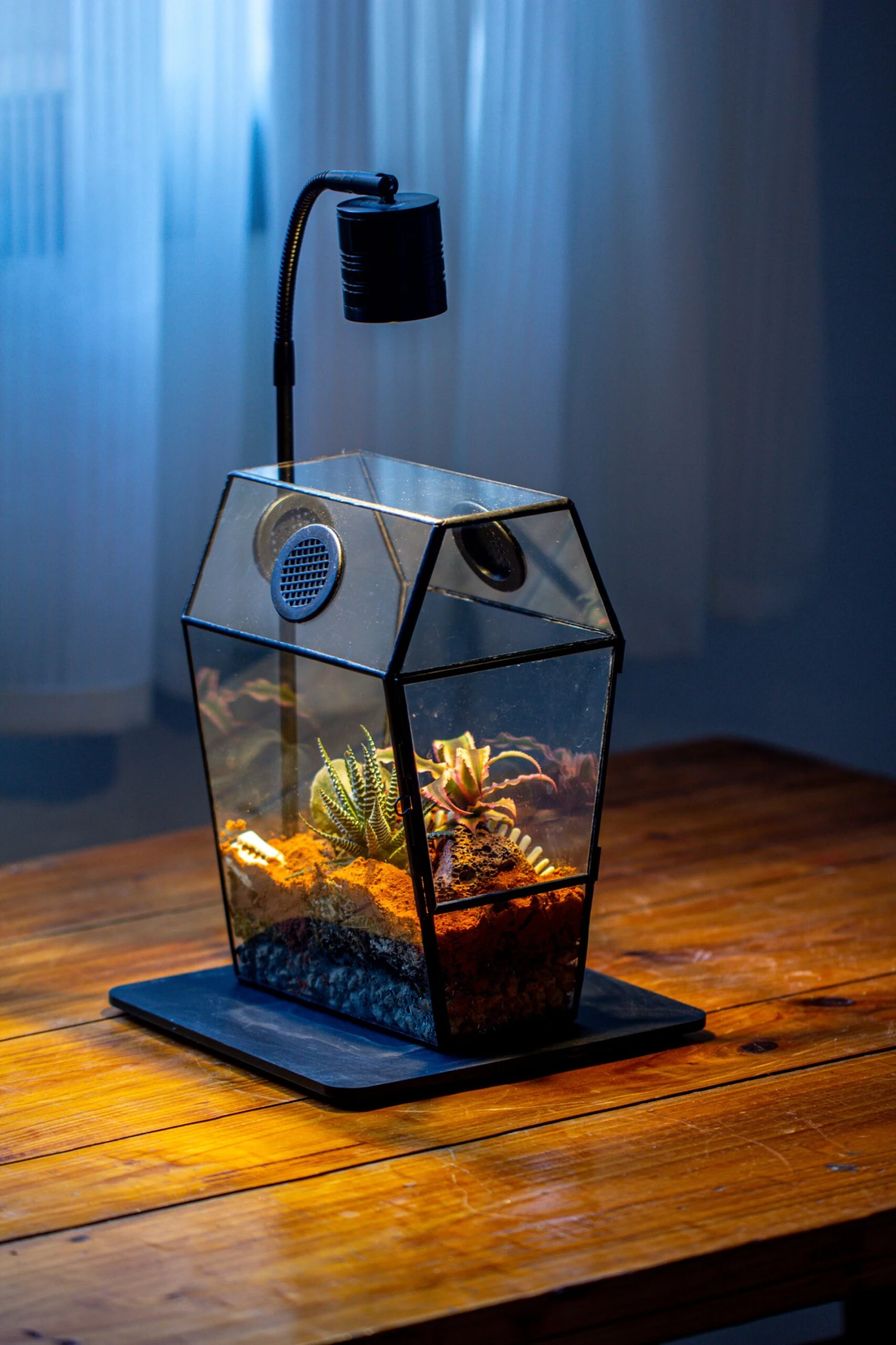 Coffin-Shaped Tin Glass Terrarium Enclosure, Gothic Style, For Jumping Spider, Insects, Snails 20 Coffin-Shaped Tin Glass Terrarium Enclosure, Gothic Style, For Jumping Spider, Insects, Snails - Image 18