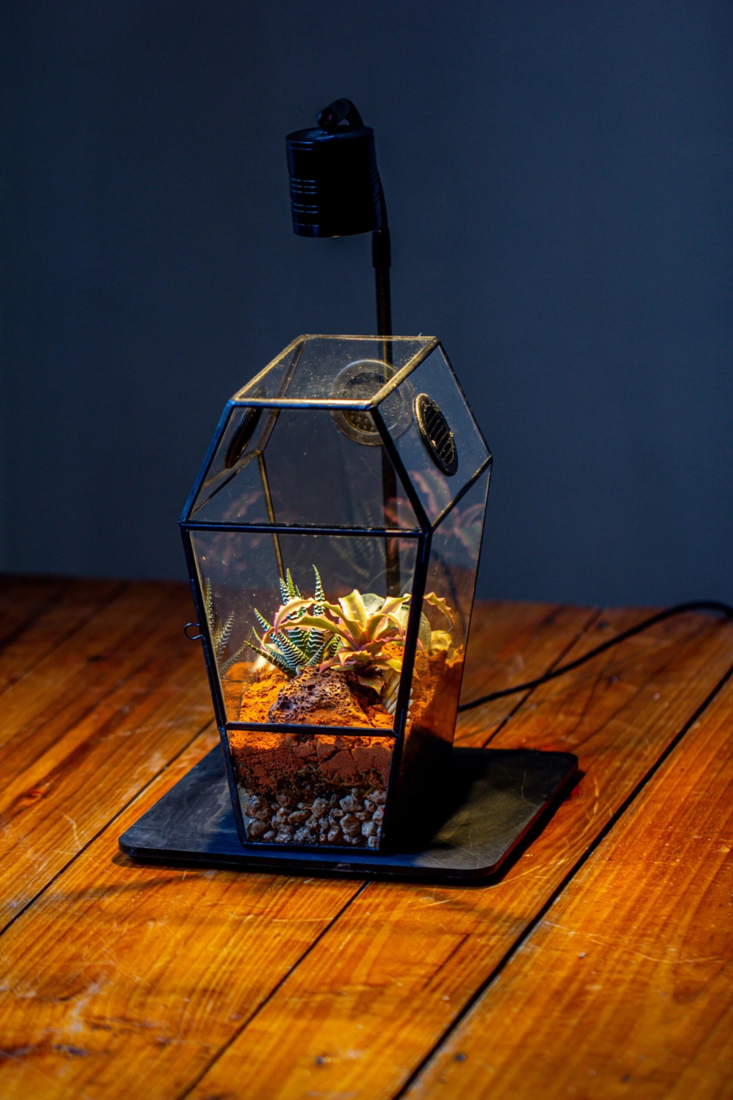 Coffin-Shaped Tin Glass Terrarium Enclosure, Gothic Style, For Jumping Spider, Insects, Snails 19 Coffin-Shaped Tin Glass Terrarium Enclosure, Gothic Style, For Jumping Spider, Insects, Snails - Image 17