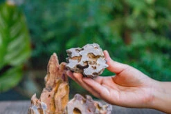 2-6" / 5-15cm Cutted Flat Bottom Natural Ohko Dragon Stone Rock For Terrarium, Aquarium Bonsai Landscape, 2kg/4.4lb, With DIY Tools -Terrarium Plant Hub IMG 6743