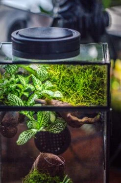 Glass Rectangle Terrarium Enclosure For Small Insect, Jumping Spider, Snail -Terrarium Plant Hub IMG 6845 b3fcbca1 942d 46f2 a72a f34f5981aa4f