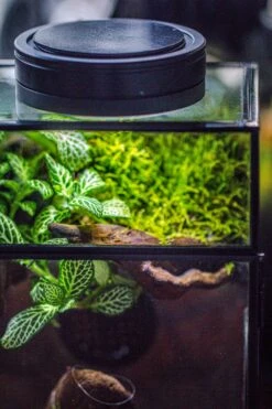 Glass Rectangle Terrarium Enclosure For Small Insect, Jumping Spider, Snail -Terrarium Plant Hub IMG 6846 24a9c72c 36b1 426a a235 f1ea9be47bfb