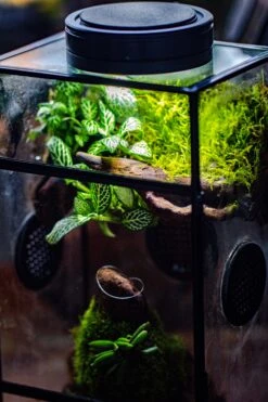 Glass Rectangle Terrarium Enclosure For Small Insect, Jumping Spider, Snail -Terrarium Plant Hub IMG 6849