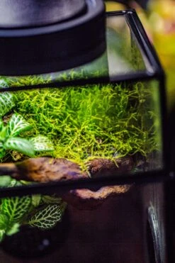 Glass Rectangle Terrarium Enclosure For Small Insect, Jumping Spider, Snail -Terrarium Plant Hub IMG 6851