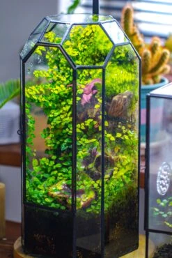 Vintage Tall Octagon Geometric Tin Glass Terrarium , 12.6" , Close, Suitable For Tall Plants, Orchid, Small Begonia Pitcher, Micro Landscape -Terrarium Plant Hub IMG 6864 77d9ad34 872c 4861 9318 514a946975e8