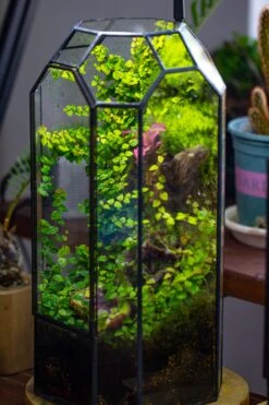 Vintage Tall Octagon Geometric Tin Glass Terrarium , 12.6" , Close, Suitable For Tall Plants, Orchid, Small Begonia Pitcher, Micro Landscape -Terrarium Plant Hub IMG 6865 d0e43ece 0b91 4a96 a55c b1b37e790882