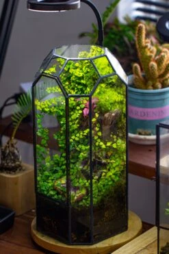Vintage Tall Octagon Geometric Tin Glass Terrarium , 12.6" , Close, Suitable For Tall Plants, Orchid, Small Begonia Pitcher, Micro Landscape -Terrarium Plant Hub IMG 6869 ea0793b3 5f9e 4adf 842f 1c7e9cfe8dee