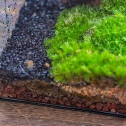 Basic Moss Terrarium Planting KIT, Suitable For Terrarium, Moss, Fern, Orchid, Begonia, Small Tropical -Terrarium Plant Hub IMG 6873