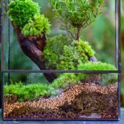 Basic Moss Terrarium Planting KIT, Suitable For Terrarium, Moss, Fern, Orchid, Begonia, Small Tropical -Terrarium Plant Hub IMG 6876 bc569fe5 b56f 45b8 9ab3 b1b6c07554e1