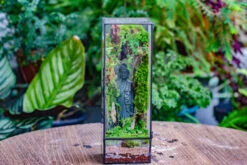 NCYP Close 11.8" Tall Geometric Glass Terrarium With Door Building DIY Set, With Buddha, Dragon Rocks, Planting Materials -Terrarium Plant Hub IMG 6903