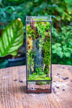 NCYP Close 11.8" Tall Geometric Glass Terrarium With Door Building DIY Set, With Buddha, Dragon Rocks, Planting Materials -Terrarium Plant Hub IMG 6912