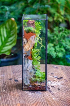 NCYP Close 11.8" Tall Geometric Glass Terrarium With Door Building DIY Set, With Buddha, Dragon Rocks, Planting Materials -Terrarium Plant Hub IMG 6914