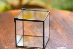 Cube Mini 4 Inches Moss Geometric Glass Terrarium DIY Set 38 Cube Mini 4 Inches Moss Geometric Glass Terrarium DIY Set -Terrarium Plant Hub IMG 6946 7407b080 1156 4125 9ad7 04fea6f27761