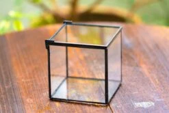 Cube Mini 4 Inches Moss Geometric Glass Terrarium DIY Set 40 Cube Mini 4 Inches Moss Geometric Glass Terrarium DIY Set -Terrarium Plant Hub IMG 6948 e38bb8f6 6b66 49cf 9bbd 02178de46cfd