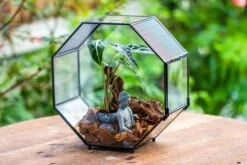 Handmade Octagon Glass Geometric Terrarium With Side Vent, Spider Terrarium, Jumping Spider/Snail Terrarium, Jumping Spider Enclosure -Terrarium Plant Hub IMG 6983