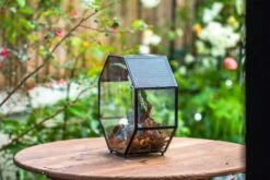 Handmade Octagon Glass Geometric Terrarium With Side Vent, Spider Terrarium, Jumping Spider/Snail Terrarium, Jumping Spider Enclosure -Terrarium Plant Hub IMG 6987