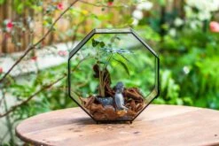 Handmade Octagon Glass Geometric Terrarium With Side Vent, Spider Terrarium, Jumping Spider/Snail Terrarium, Jumping Spider Enclosure -Terrarium Plant Hub IMG 6989