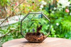 Handmade Octagon Glass Geometric Terrarium With Side Vent, Spider Terrarium, Jumping Spider/Snail Terrarium, Jumping Spider Enclosure -Terrarium Plant Hub IMG 6990