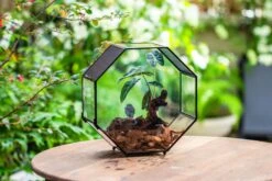 Handmade Octagon Glass Geometric Terrarium With Side Vent, Spider Terrarium, Jumping Spider/Snail Terrarium, Jumping Spider Enclosure -Terrarium Plant Hub IMG 6991