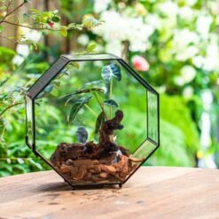 Handmade Octagon Glass Geometric Terrarium With Side Vent, Spider Terrarium, Jumping Spider/Snail Terrarium, Jumping Spider Enclosure -Terrarium Plant Hub IMG 6992 2